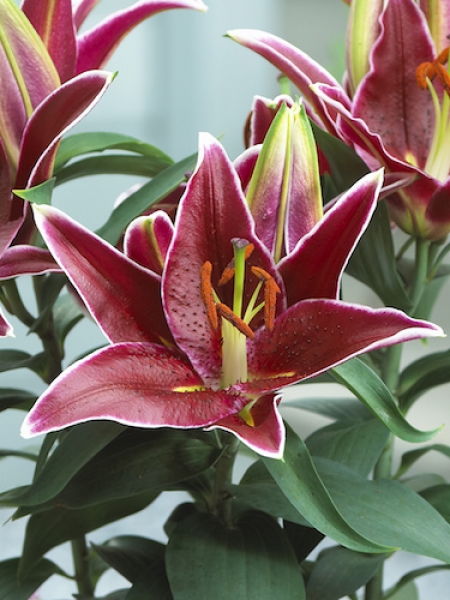 Lily 'Magny Cours'