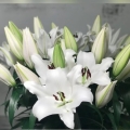 Lily Oracle
