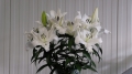 Oracle - Cut lilies in vase 