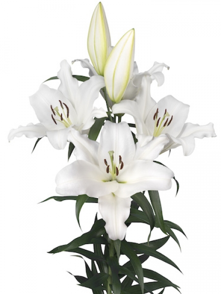 Lily 'Oracle'