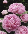 Beautiful Sarah Bernhardt Pink Peony