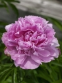 Peony 'Sarah Bernhardt'