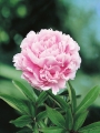 Sarah Bernhardt peony