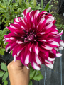 Dahlia Tartan