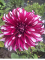 Dahlia Tartan
