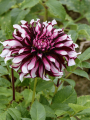 Dahlia Tartan