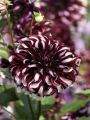 Dahlia Tartan