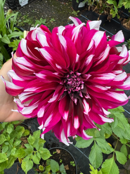 Dahlia 'Tartan' 