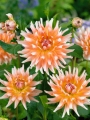 Dahlia 'Okapi's Sunset'