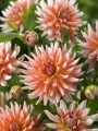 Okapi's Sunset Dahlia