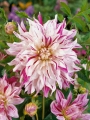 Bristol Stripe Dahlia