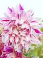 Bristol Stripe Dahlia