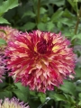Dahlia 'Myrtle's Folly' (Pack of 3 Tubers/Bulbs)