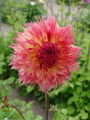 Dahlia 'Myrtle's Folly' 