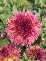 Dahlia Myrtle's Folly