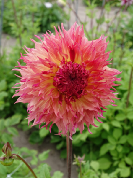 Dahlia 'Myrtle's Folly' 
