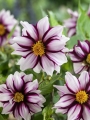 Edge of Joy Dahlia