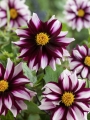 Dahlia 'Edge of Joy' 