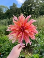 Labyrinth Cactus Dahlia