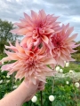 Dahlia 'Labyrinth'