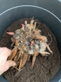 Bare root peony potted up
