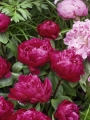 Red and Pink Peonies