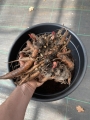 Bare root Peony