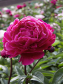 Peony 'Karl Rosenfield'