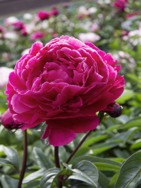 Peony 'Karl Rosenfield'