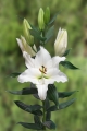 Lily Sedano