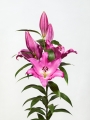 Lily Lexus