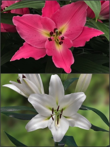 'Pink and White Scented' Lily Bulb Collection (Pack of 10 Bulbs)