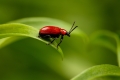 Lily beetle