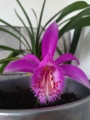Pleione Formosana (Pack of 3)