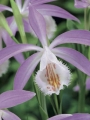 Pleione Windowsill Orchid