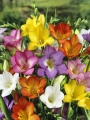 Mixed Freesias