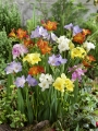 Freesias