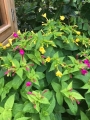 Mirabilis Jalapa