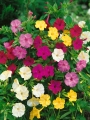 Japanese Wonder Flower