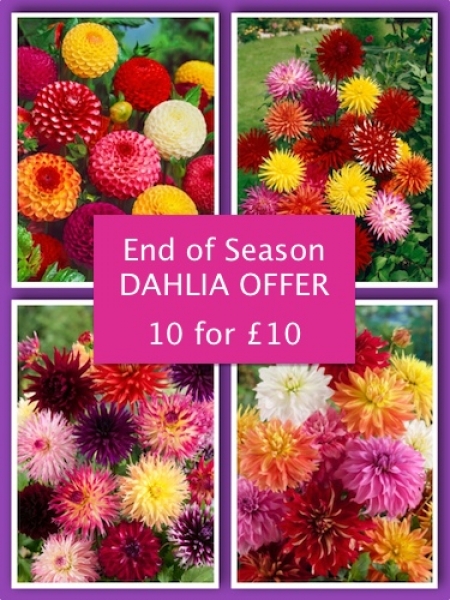 Mixed Collection of Dahlias (pack of 10 tubers)