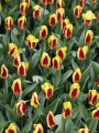 Stresa Tulips