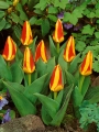 Group of tulips Stresa