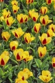 Stresa Tulip
