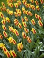 Giuseppe Verdi tulips
