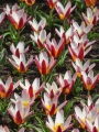 Hearts Delight mini tulip