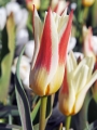 Heart's delight tulipa