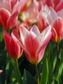 Tulip 'Heart's Delight'