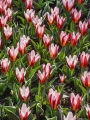 Hearts Delight Tulip
