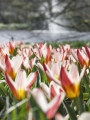 Mini Tulip Heart's Delight