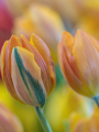 Tulip 'Princess Irene'